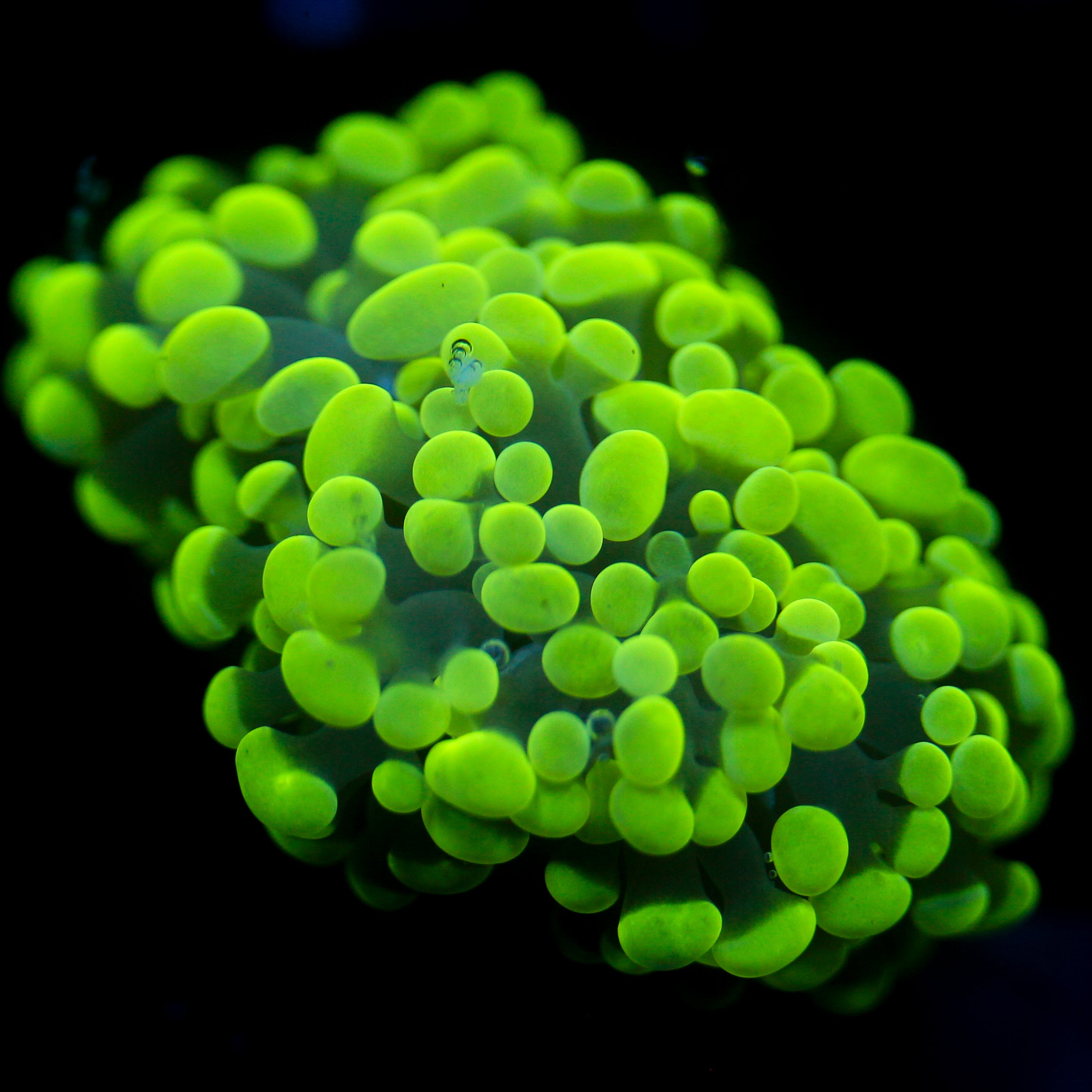 JC Neon Green Splatter Hammer
