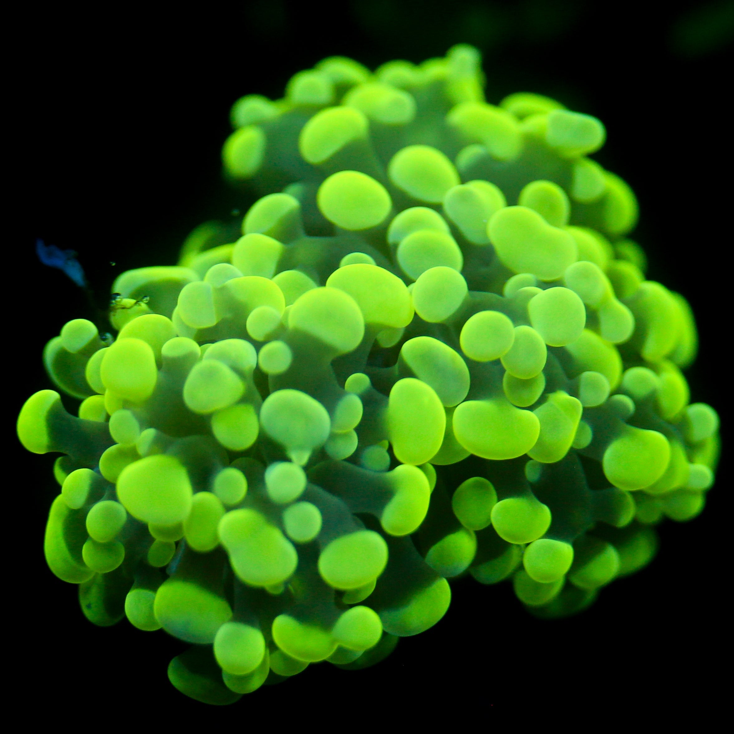 JC Neon Green Splatter Hammer