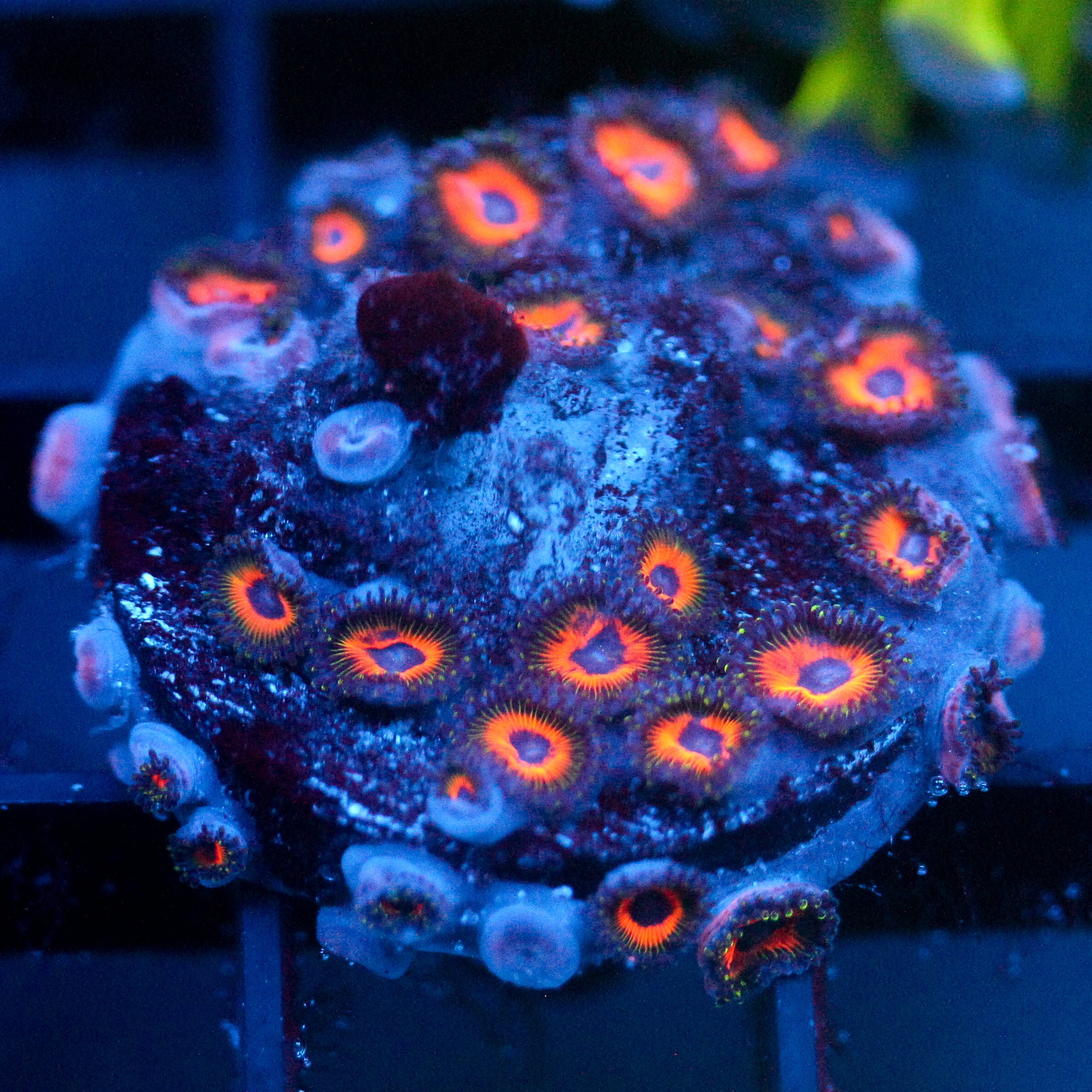 JC Jason Fox Fairy Tale Zoanthids