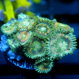 JC Hawaiian Ding Dang Zoanthids