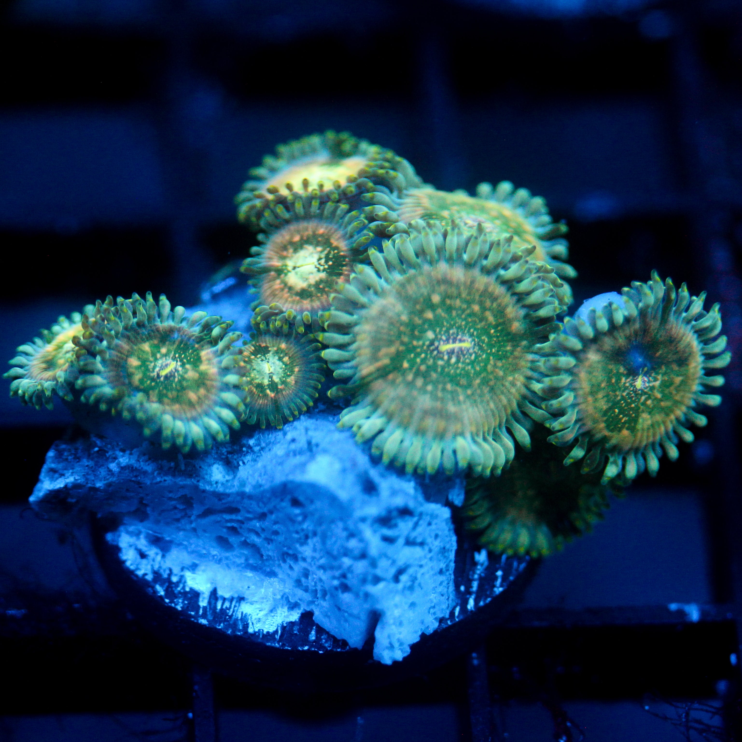 JC Hawaiian Ding Dang Zoanthids