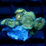 JC Hawaiian Ding Dang Zoanthids