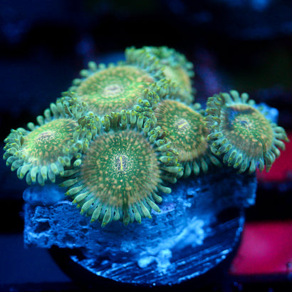 JC Hawaiian Ding Dang Zoanthids