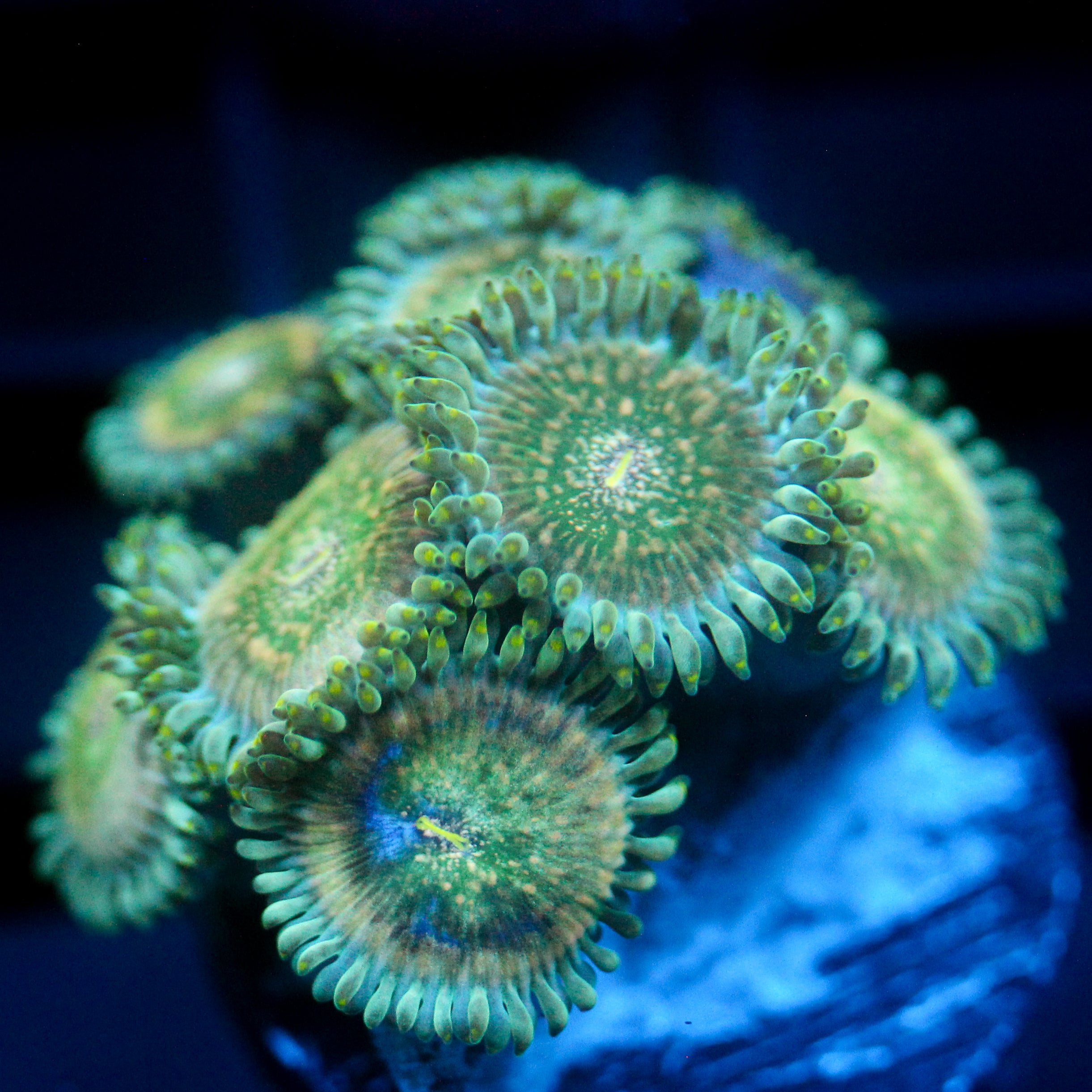 JC Hawaiian Ding Dang Zoanthids