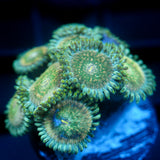 JC Hawaiian Ding Dang Zoanthids
