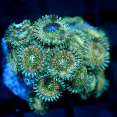 JC Hawaiian Ding Dang Zoanthids