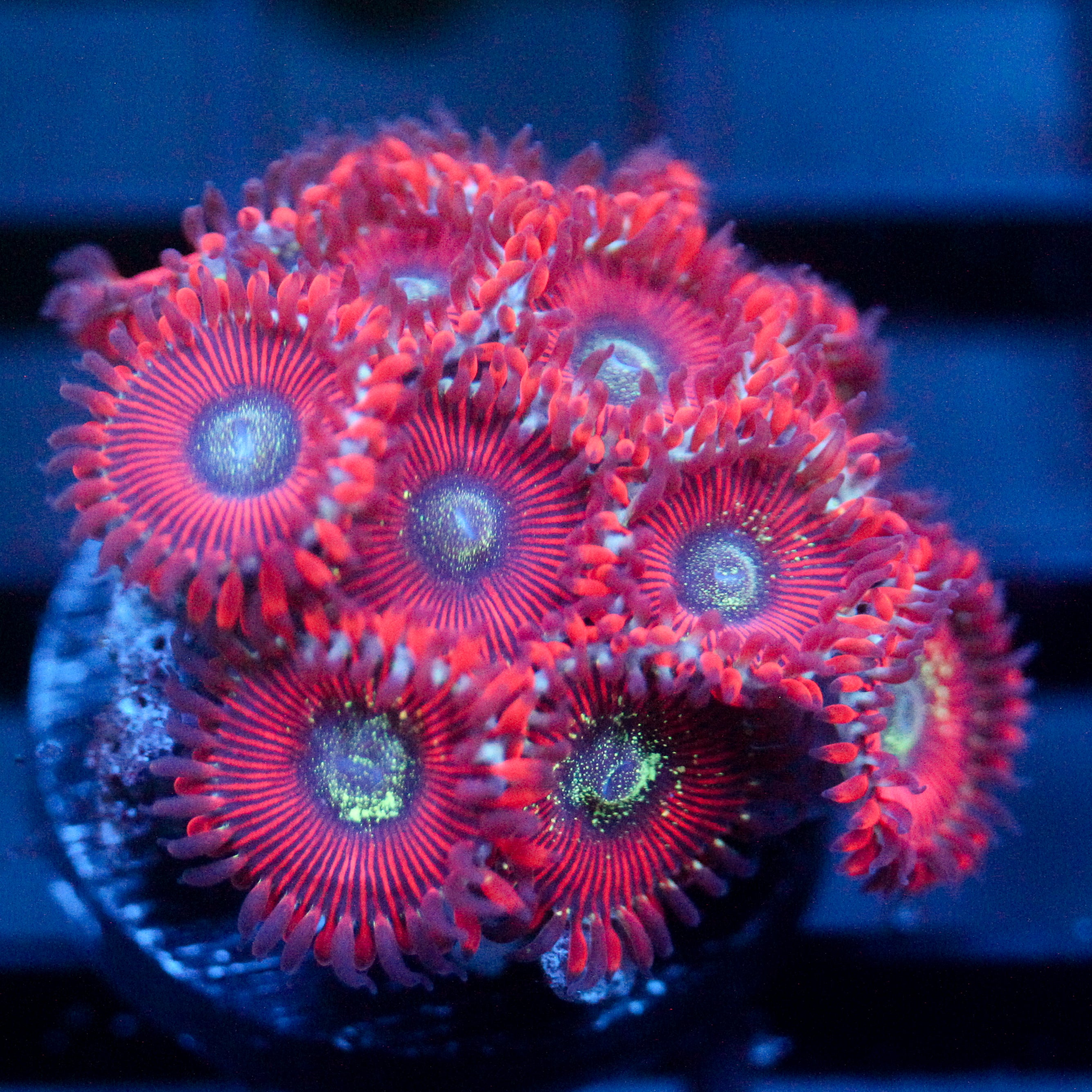 JC Magician's Zoanthids