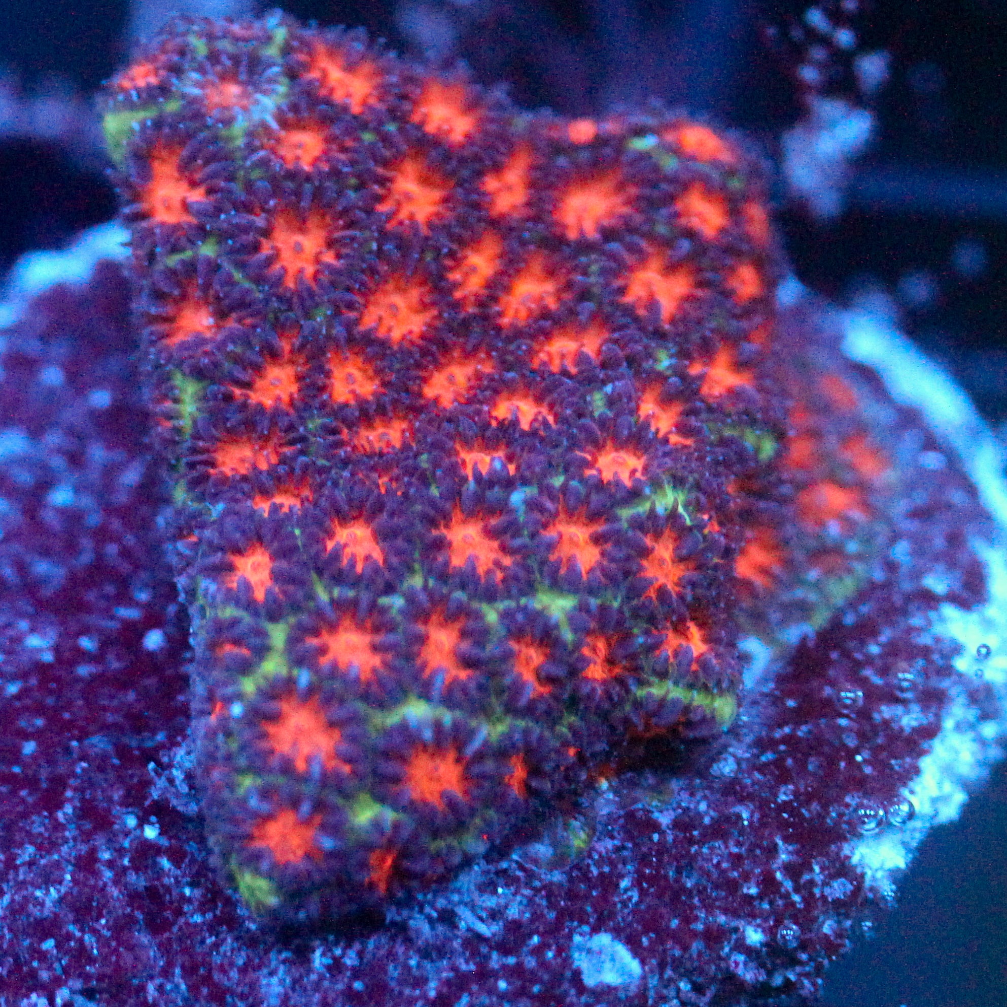 JC Biota Spooky Leptastrea
