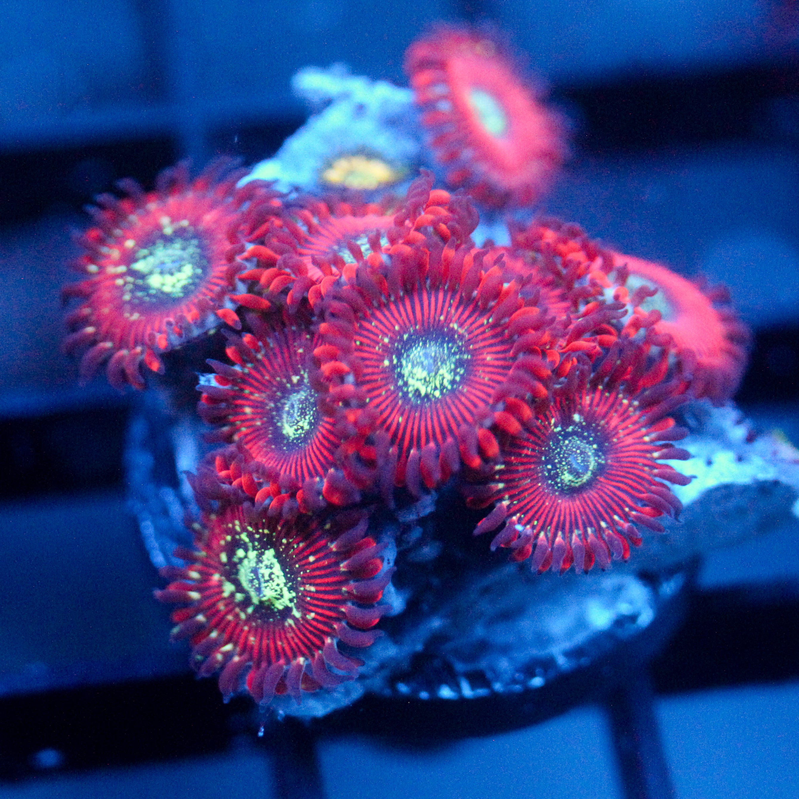 JC Magician's Zoanthids