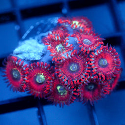 JC Magician's Zoanthids