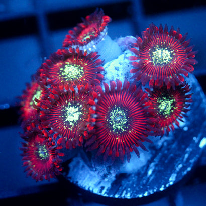JC Magician's Zoanthids