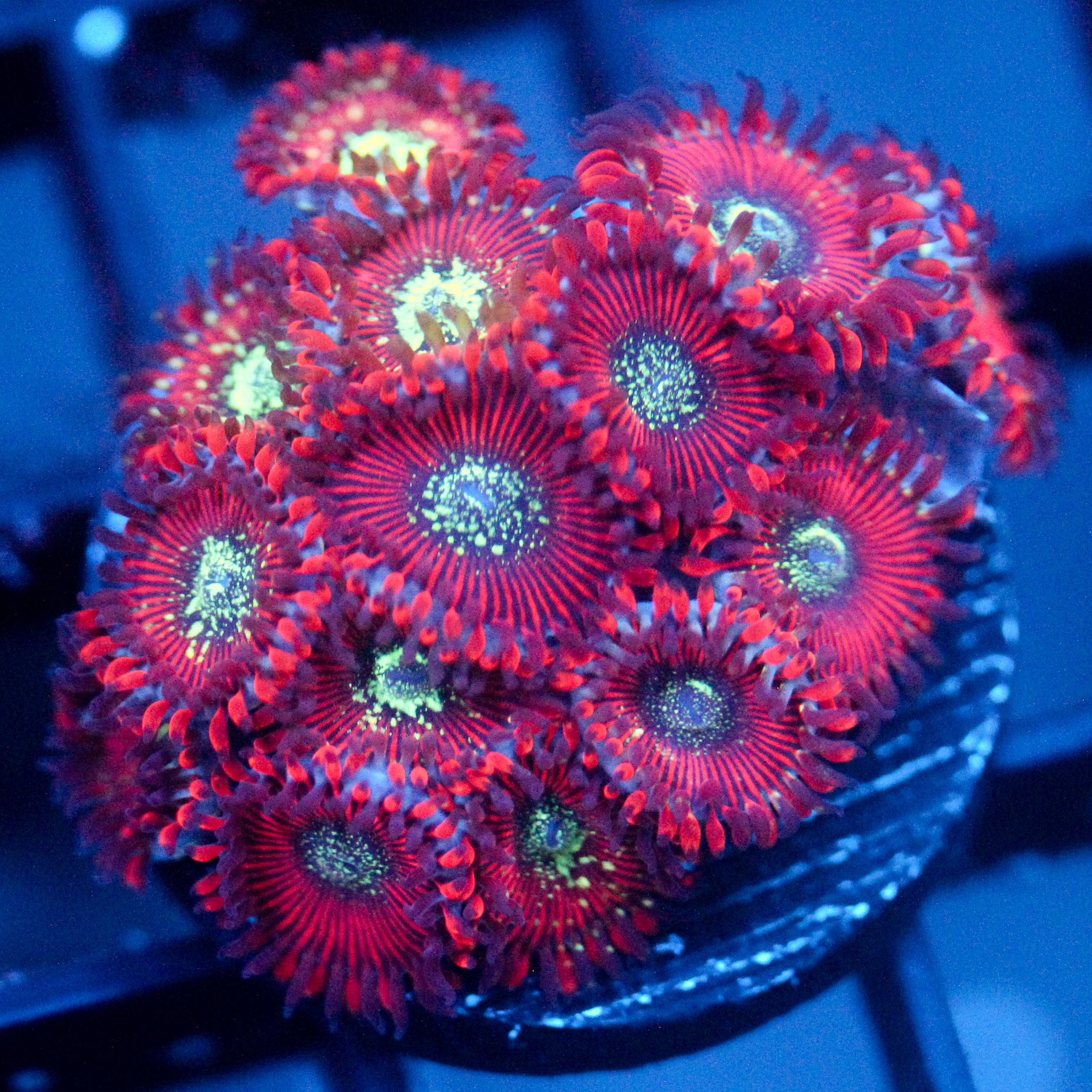 JC Magician's Zoanthids