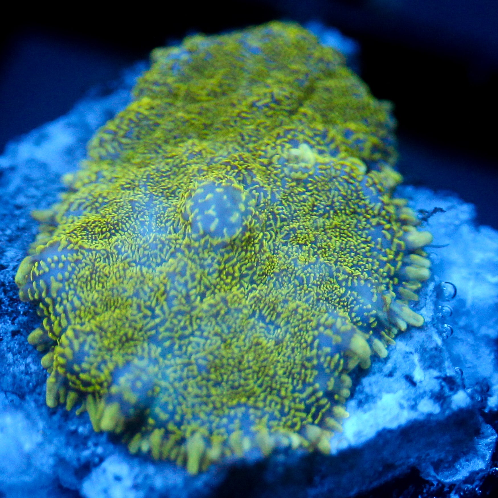JC Glowstone Rhodactis