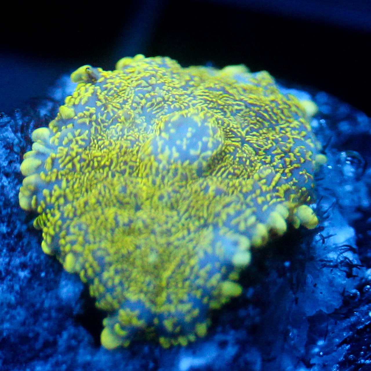 JC Glowstone Rhodactis