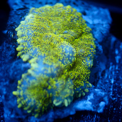JC Glowstone Rhodactis