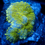 JC Glowstone Rhodactis
