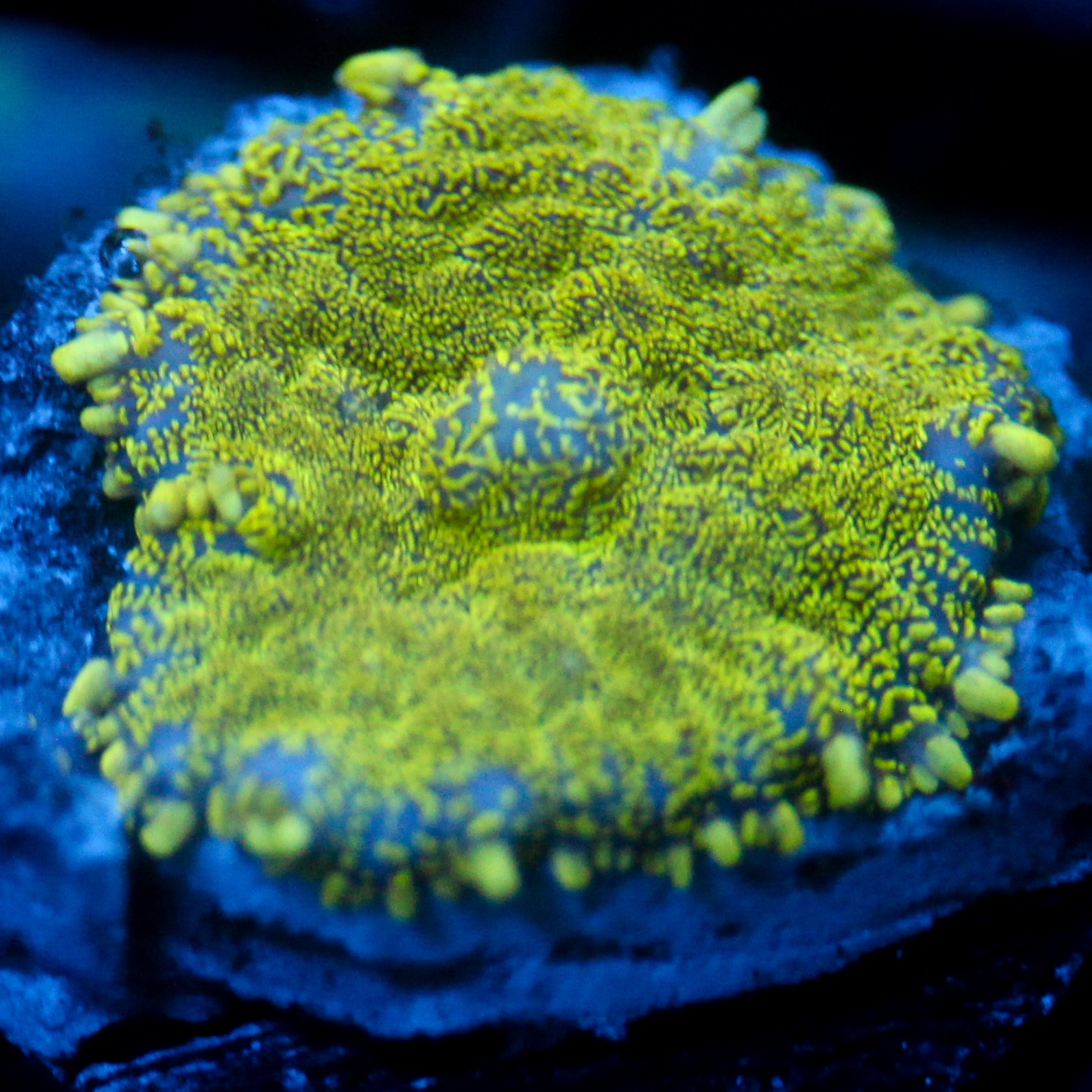JC Glowstone Rhodactis
