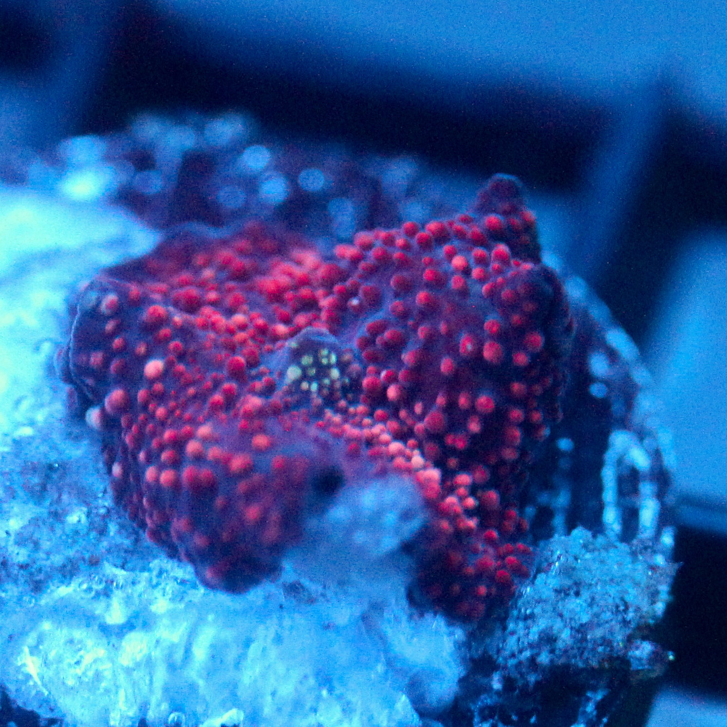 JC Red Pimple Discosoma