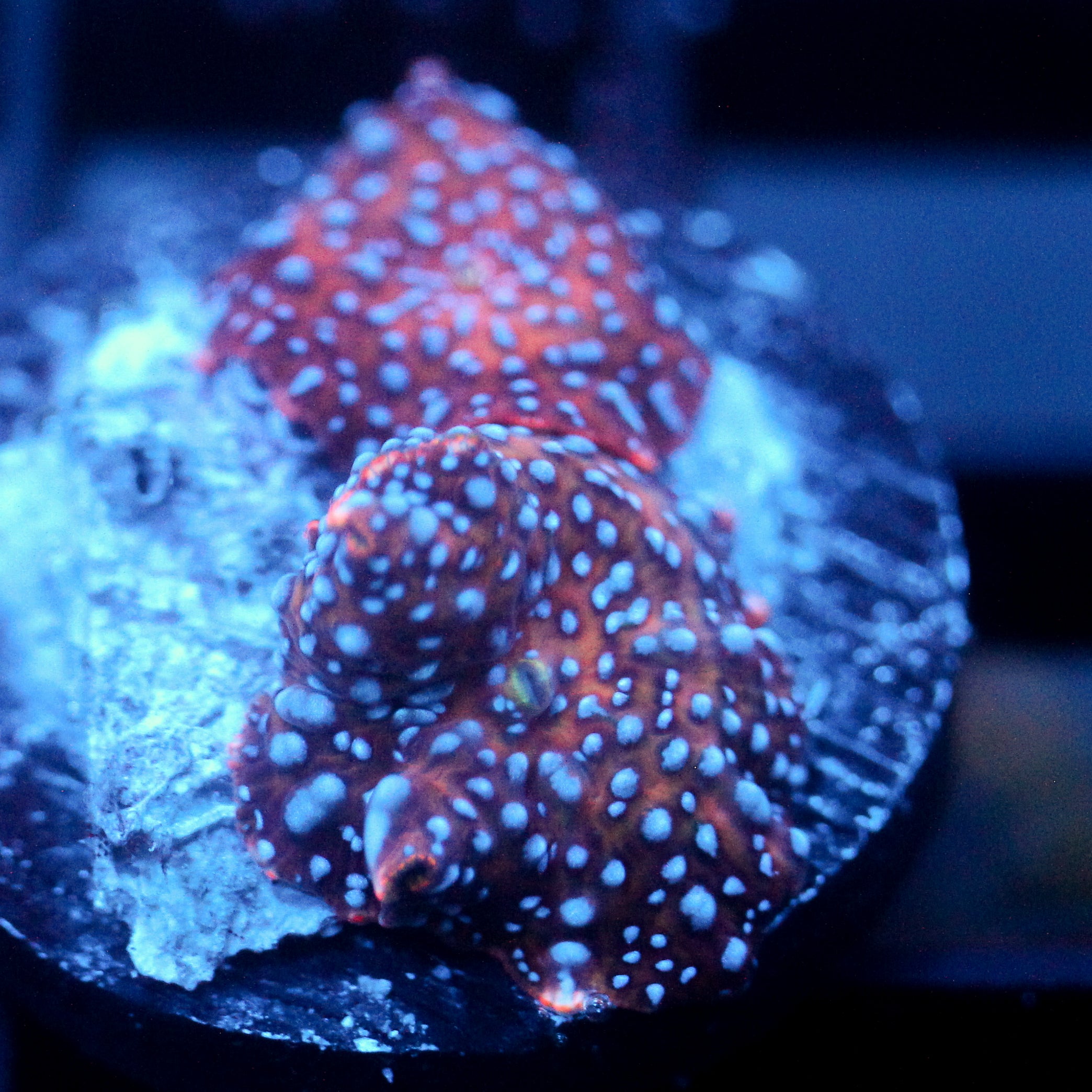 JC Bue Dots Discosoma Double