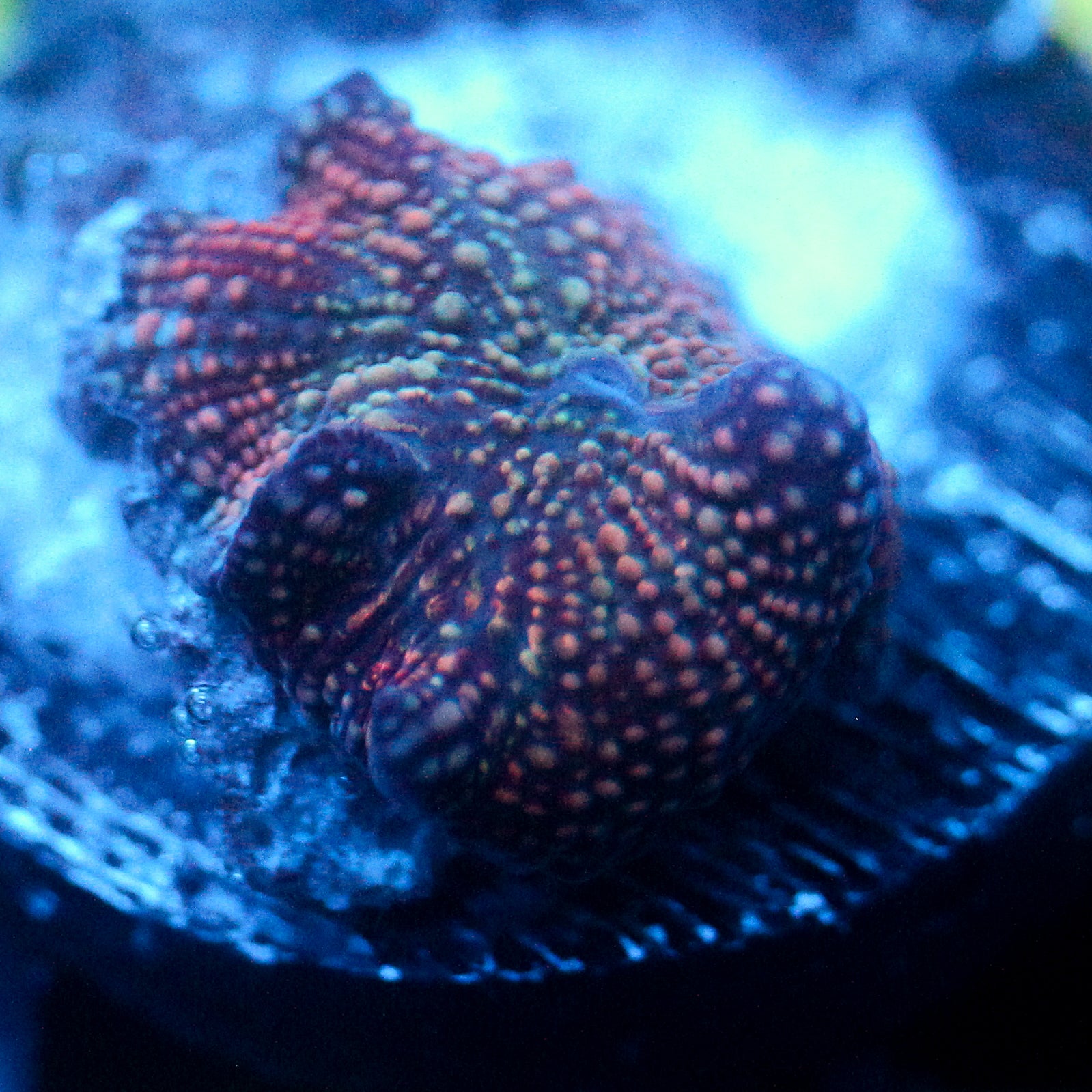 JC Red Pimple Discosoma
