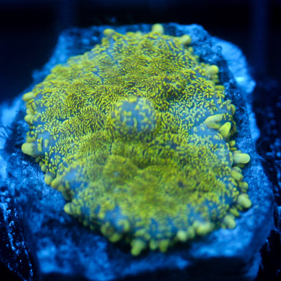 JC Glowstone Rhodactis