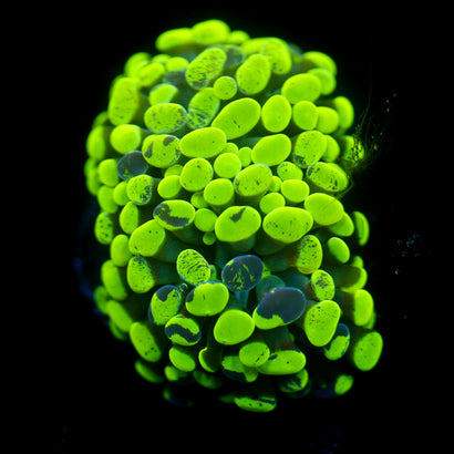 JC Neon Green Splatter Hammer Splitting