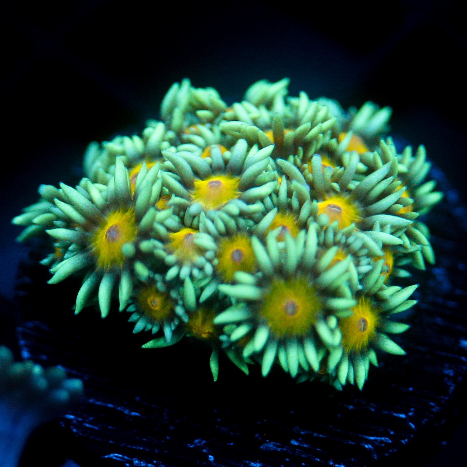 JC Sunflower Goni