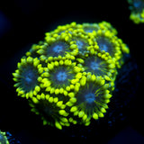 JC Nitroglycerin Goni