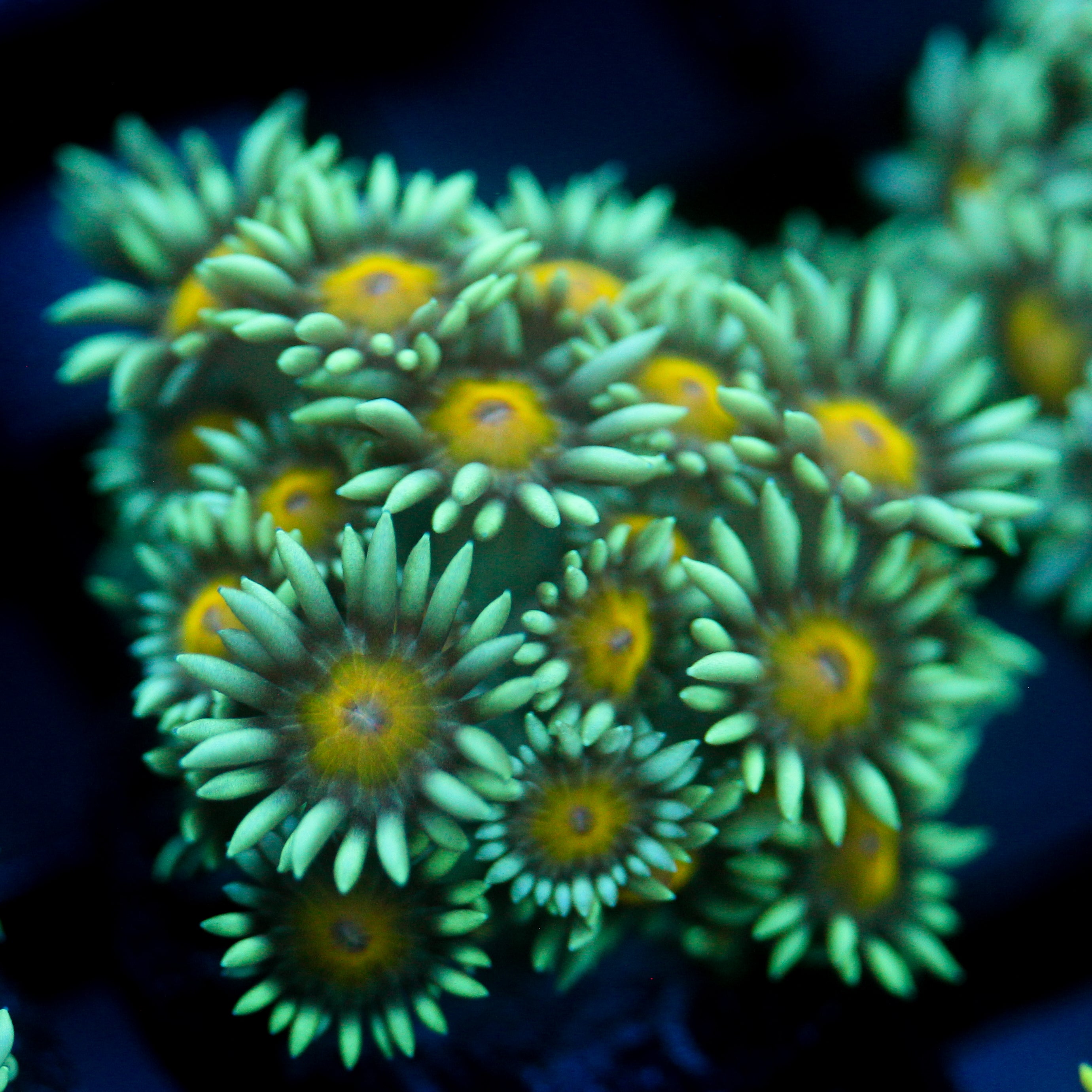 JC Sunflower Goni