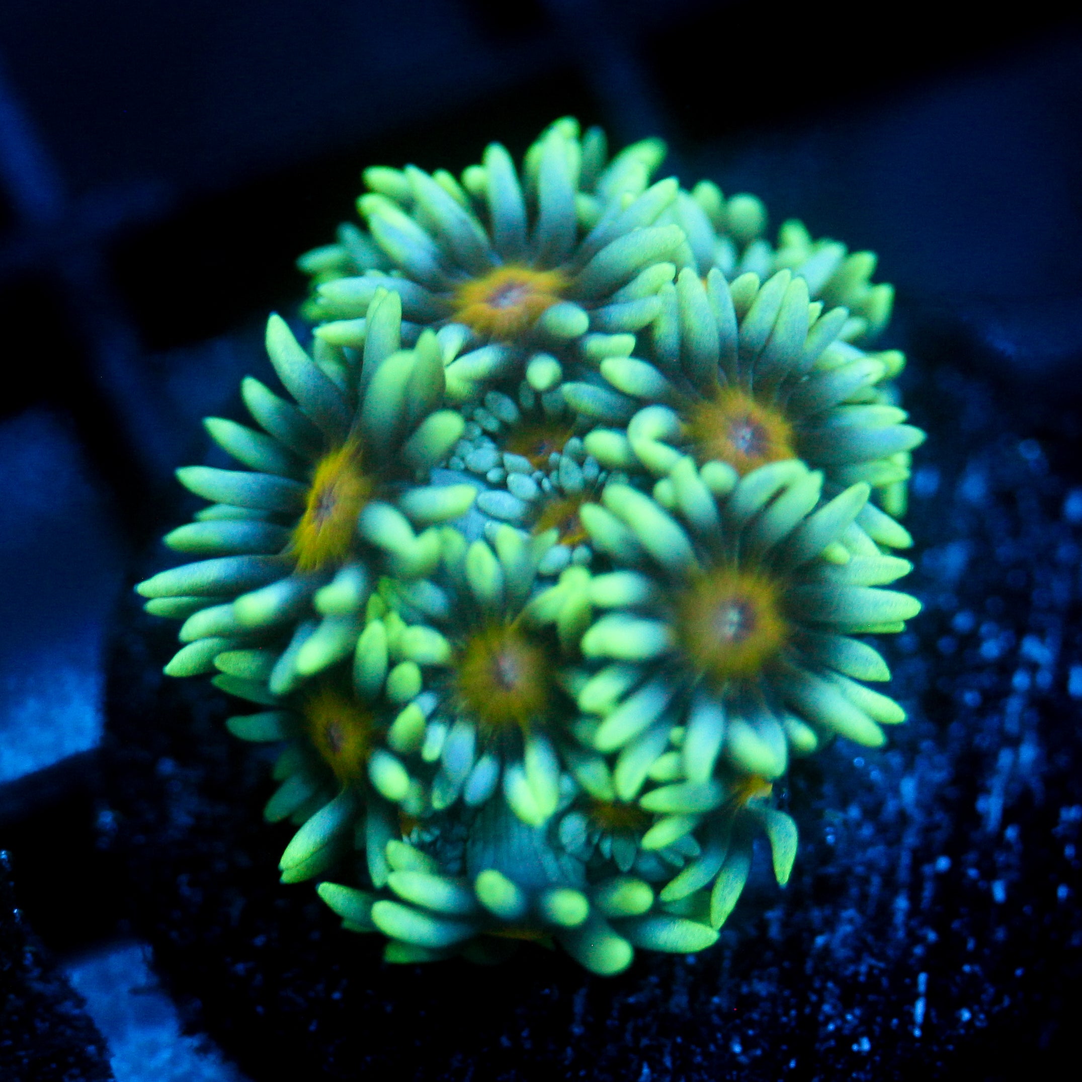 JC Sunflower Goni