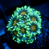 JC Sunflower Goni