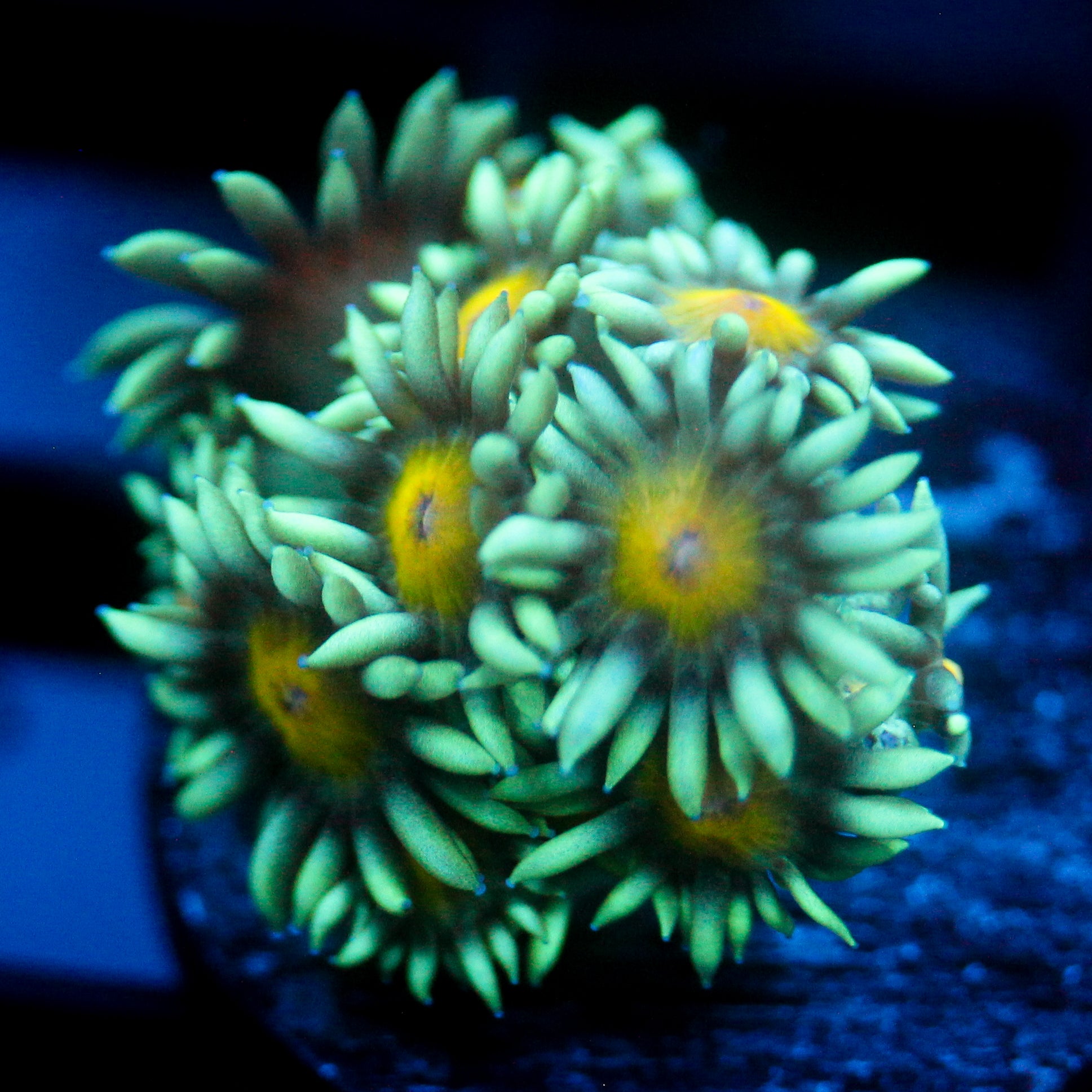 JC Sunflower Goni