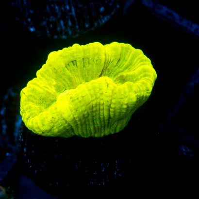 JC Trumpet Coral