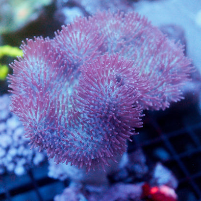 XXL Purple Toadstool