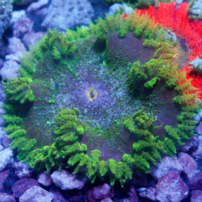 JC Ultra Rock Flower Anemone
