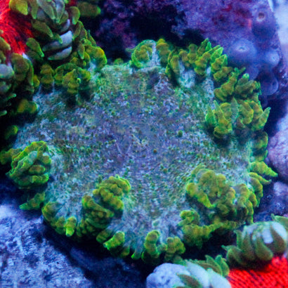 JC Ultra Rock Flower Anemone