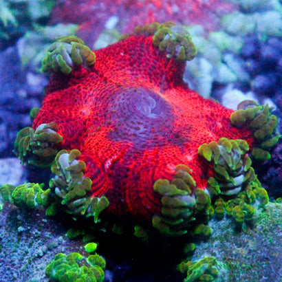 JC Ultra Rock Flower Anemone