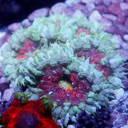 JC Ultra Rock Flower Anemone