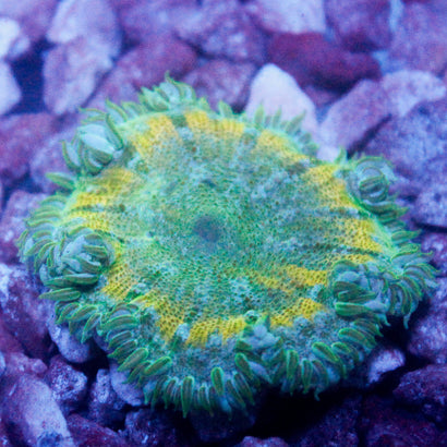 JC Ultra Rock Flower Anemone
