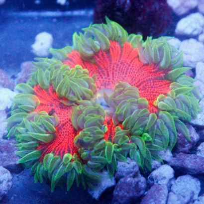 JC Ultra Rock Flower Anemone