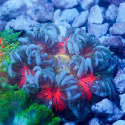 JC Ultra Rock Flower Anemone