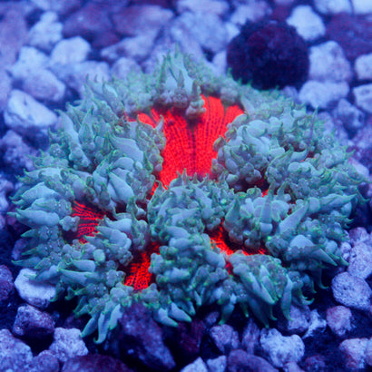 JC Ultra Rock Flower Anemone