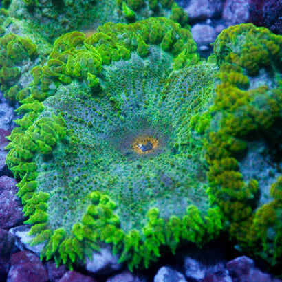 JC Ultra Rock Flower Anemone