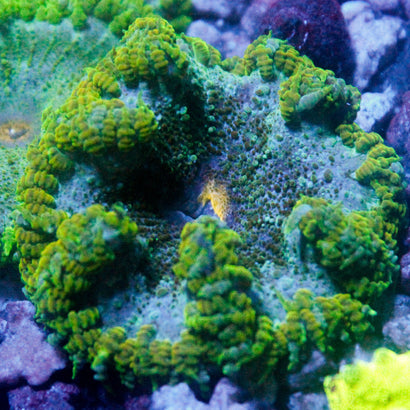 JC Ultra Rock Flower Anemone