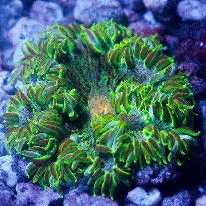 JC Ultra Rock Flower Anemone