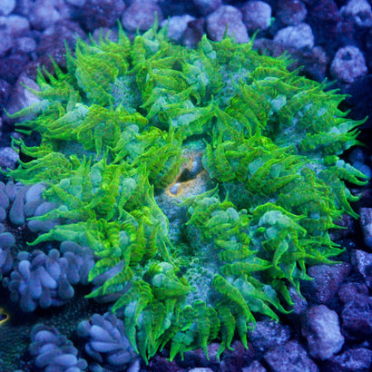 JC Ultra Rock Flower Anemone