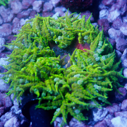 JC Ultra Rock Flower Anemone