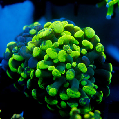 JC Ultra Splatter Hammer