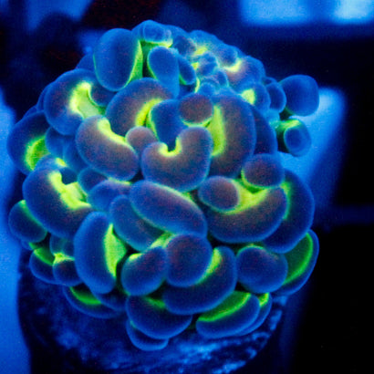 JC Hologram Hammer V1