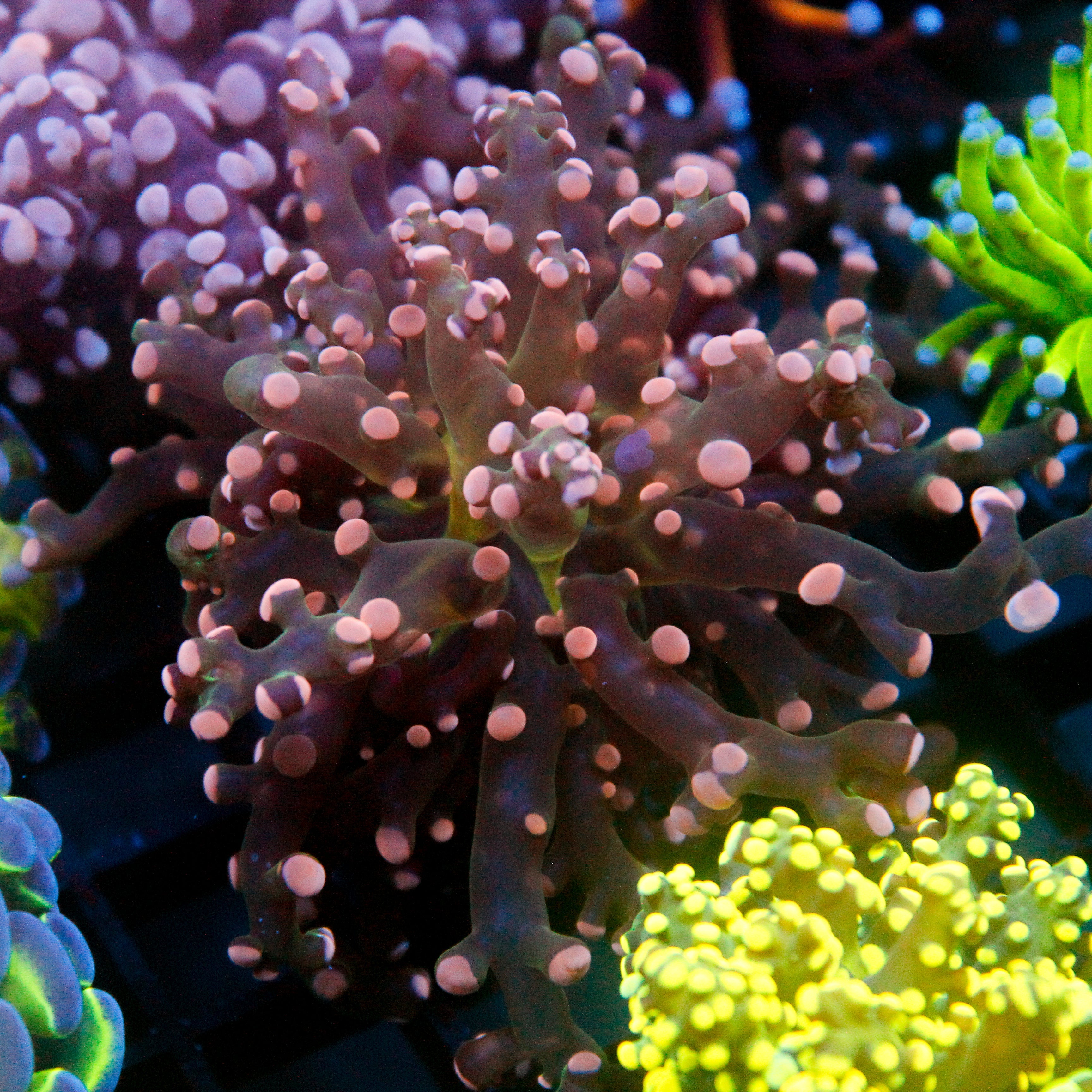 JC Pink Tip Octo